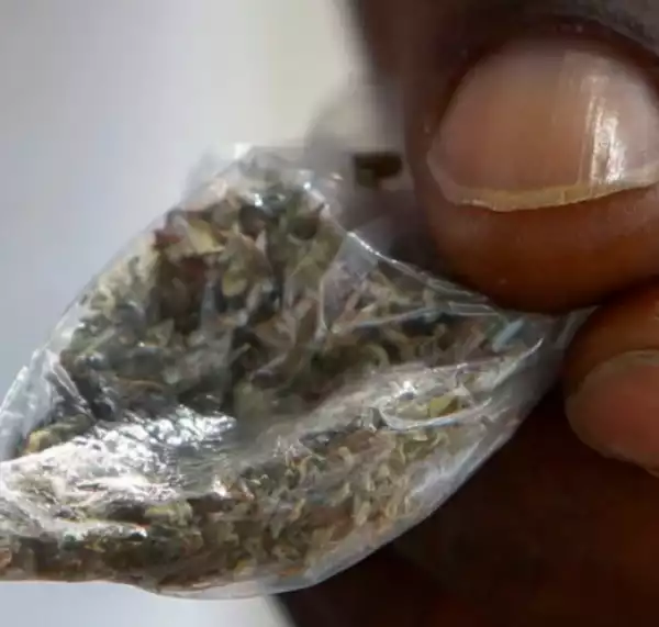Three Dead, Over 100 Injured After Smoking Fake Weed Laced With Rat Poison